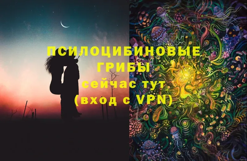 Псилоцибиновые грибы Psilocybe  Добрянка 